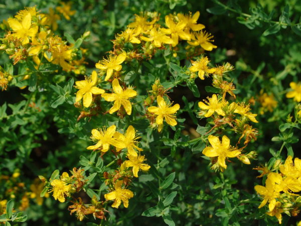 fleure