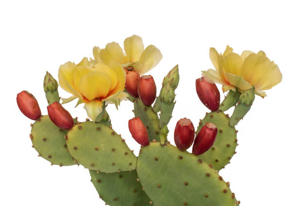 Cactus flowers and young fruit