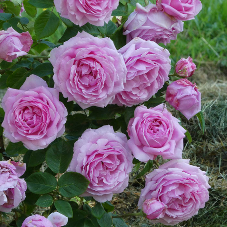 Rosier André Eve, Le Jardinier des Roses® 'Evegeboll'