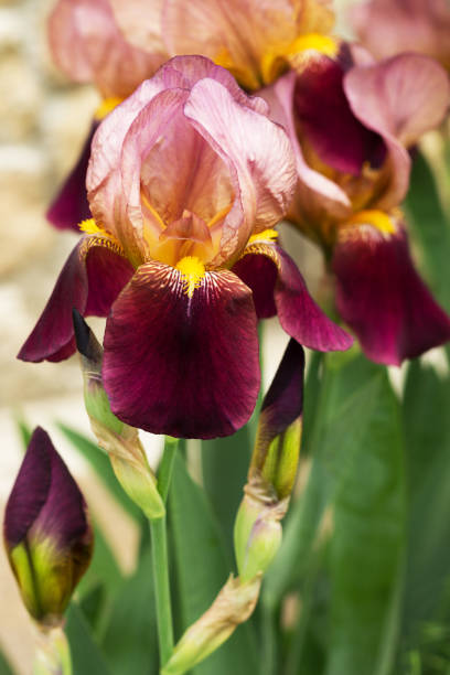  bicolor iris 