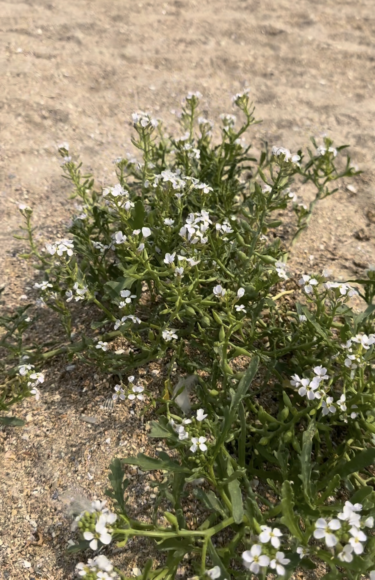 Roquette de mer