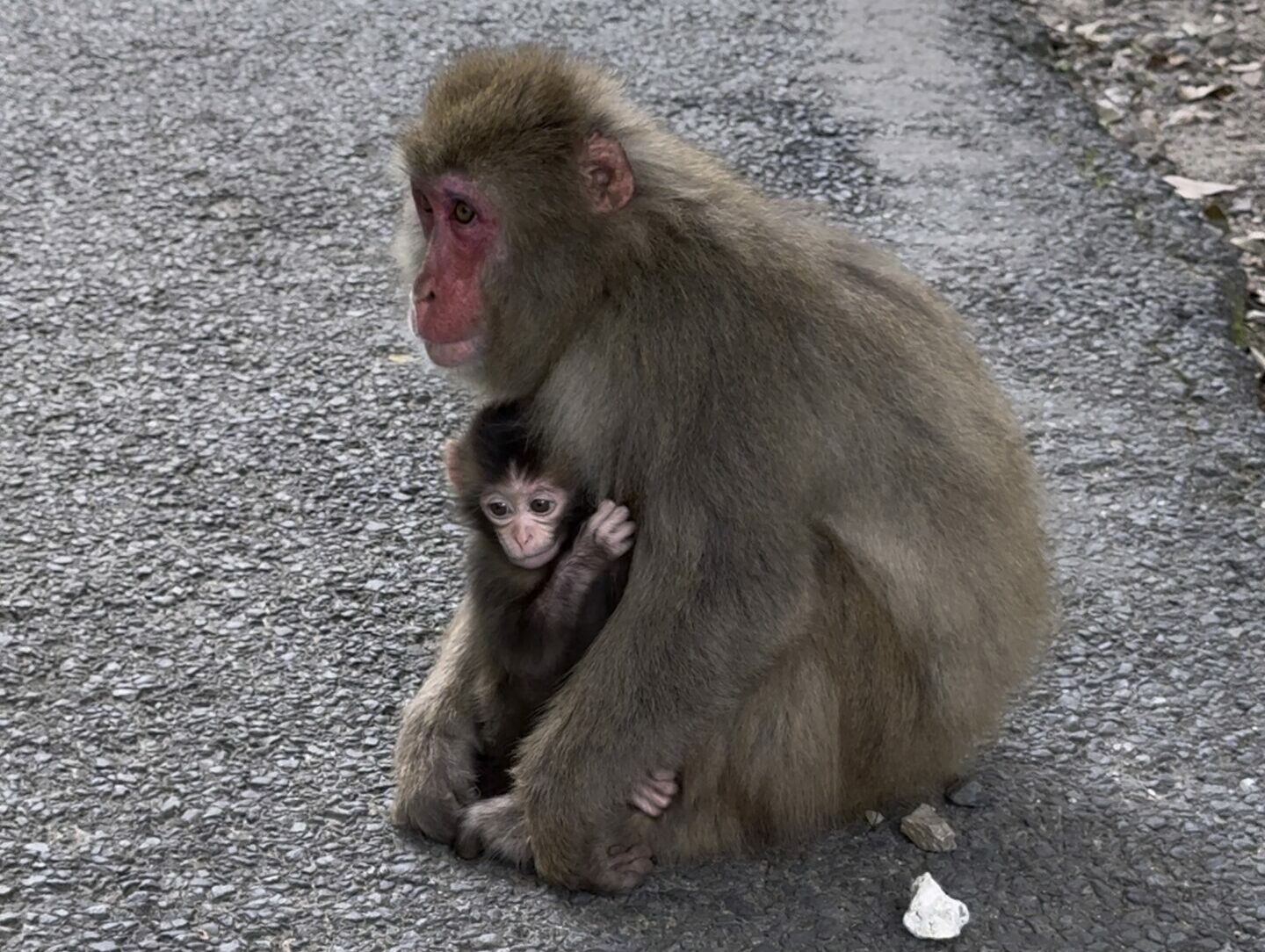 singe