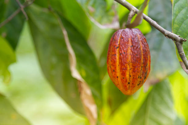 cacao